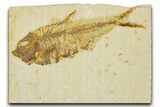 Detailed Fossil Fish (Diplomystus) - Wyoming #379495-1